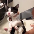 『初めてのお風呂』に入れてみたら……保護子猫が見せた『まさかの反応…