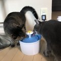 多忙な人の猫との暮らしは「どこまで自動化できるか」にかかっている！