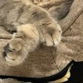 ふと見ると、座椅子に寄りかかって『眠っていた猫』→かわいい表情に、飼い…