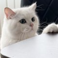 机に前足をかけている猫→『姿勢』を見てみると……自然すぎて"驚きの光…