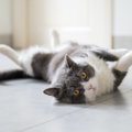 神経質な飼い主が猫に与える影響３つ！良かれと思ってやっていること…