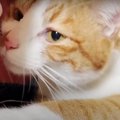 強引なキッス♡イケメン猫ちゃんにドキドキしちゃう…