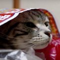 やたら距離を詰めるカエルに猫ちゃんタジタジ？！