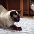 本日も奮闘中！猫ちゃんのパタパタ突進