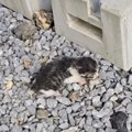 母猫に置いてきぼりにされた『生後2日の赤ちゃん猫』を保護→1か月お世…