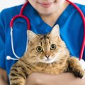 季節の変わり目は要注意！猫の健康管理2選