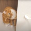 むむ！敵？！スプーンに猫パンチする猫ちゃん！