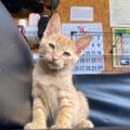『猫飼わない？』と友達から連絡→一目ぼれして迎え入れたら…10分後の…