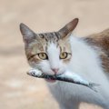 「猫は魚が好き」これって日本だけ?!海外だとどうなの？