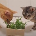 初めての猫草に目が離せない！用心深い猫ちゃん