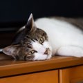 飼い主が猫の『老化を早める』！？NG行為4つと理由を徹底解説！