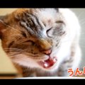 猫ちゃんの咀嚼音♡サーモンに初挑戦！