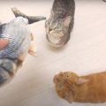 にゃんだこれ！？動く魚に猫ちゃんもタジタジ…