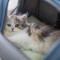 猫と一緒に『バスに乗る』ときに気を付けたい注意点3つ　必要になる準備や…