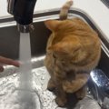 シンクでイタズラする猫→勢いよく『水』を出してみたら……想定外すぎる…