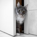 愛猫が『お風呂場』についてきたがる5つのワケ　迎え入れるなら気をつ…