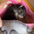 ミルクを飲めず弱りきった子猫→"血の繋がりのない母猫"に託した…