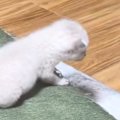 保護された『赤ちゃん猫』→先住猫たちのもとへ行くと…あまりにも『優…