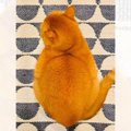 茶色い毛並みの猫と『似ている食べ物』を並べてみた結果…「同じ猫かと…
