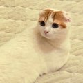 あまりにも『難解な体勢』でくつろいでいた猫→角度を変えて撮影するも…