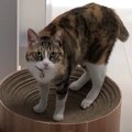 いきなり始まる猫ちゃんたちの大運動会♪