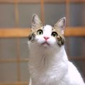 猫がしっぽをゆっくり振る『３つの心理』