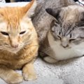 猫8匹がいる家で『ホットカーペット』をつけた結果…思わず悶絶してし…