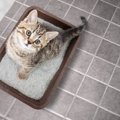 一人暮らしで猫を飼ったらトイレの場所はどこがベスト？