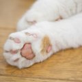 猫の肉球周りの毛を切る3つのコツと注意点