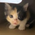 出れるはずのないケージから『脱出していた保護子猫』…後に判明した『まさ…