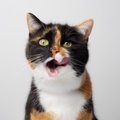 猫に食べさせてはいけない『危険な食材』4選　誤飲した場合のリスクや取る…