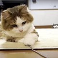 ボールチェーン大好きな猫ちゃん！短いおててでキャッチする様子に胸…