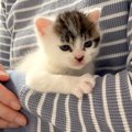 保護2日目の赤ちゃんネコ→かまってほしそうな様子で…悶絶級の『まさ…