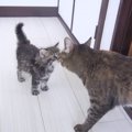 『子猫と9匹の猫たちの初対面』お互いに緊張する様子に「逆毛感が凄い…