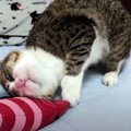 スリスリくねくね♡ケリぐるみに酔いしれる猫ちゃんたち