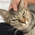 ママにはべったりと甘えるキジトラ猫→パパが触ろうとすると…『あまり…