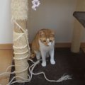 猫ちゃん思い出の"キャットタワー"とついにお別れの時が…