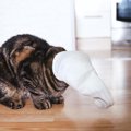 猫が飼い主の『靴下』を隠す４つの理由と対処法