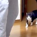 撫でてほしくて息子を追いかける白黒ネコ→床に寝転がって…尊すぎる『健気…