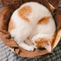 カゴの中で丸まって『ゆったりと眠っていた子猫』→現在……可愛すぎるビ…