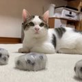 猫ちゃんvs和菓子でモノマネ対決？！