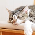 猫も『貧血』になる？考えられる5つの原因と改善方法　歯茎や耳を見て…