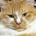 実家に帰省すると見たことのない『デカ猫』が…想像以上の『くつろぎっぷり…