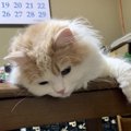 猫がテーブルに乗る時の心理5つ