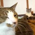 『お留守番最終日』最後は猫ちゃんの爪切りにも挑戦！