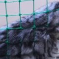 階段の落下防止用ネットの上でくつろぐ猫→『下から見ると』…たまらな…