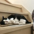 なぜまたたびが効かない猫がいるの？