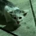 猛暑日に『ガリガリにやせ細った子猫』を保護して４年…思わず感動のビフォ…
