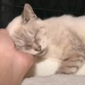 飼い主入院で遺棄された猫を保護→『ふわふわのベッド』をあげたら…ま…