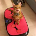 ぶるぶると振動する『ダイエットマシンに乗っていた猫』…思わず笑って…